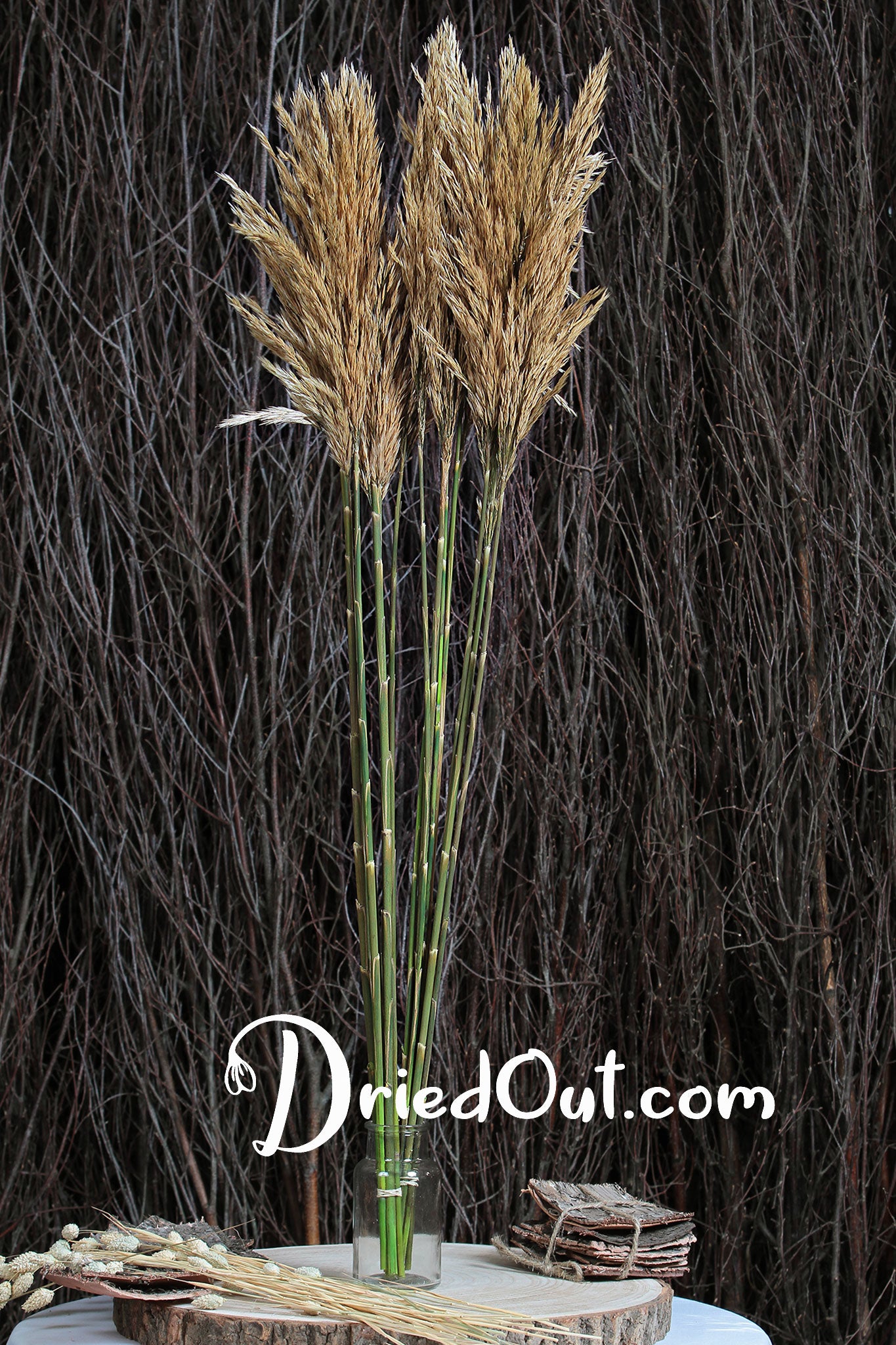 Natural Style Real Dried Pampas Reed Grass │ Dried Plants Home Decorat –  Besontique