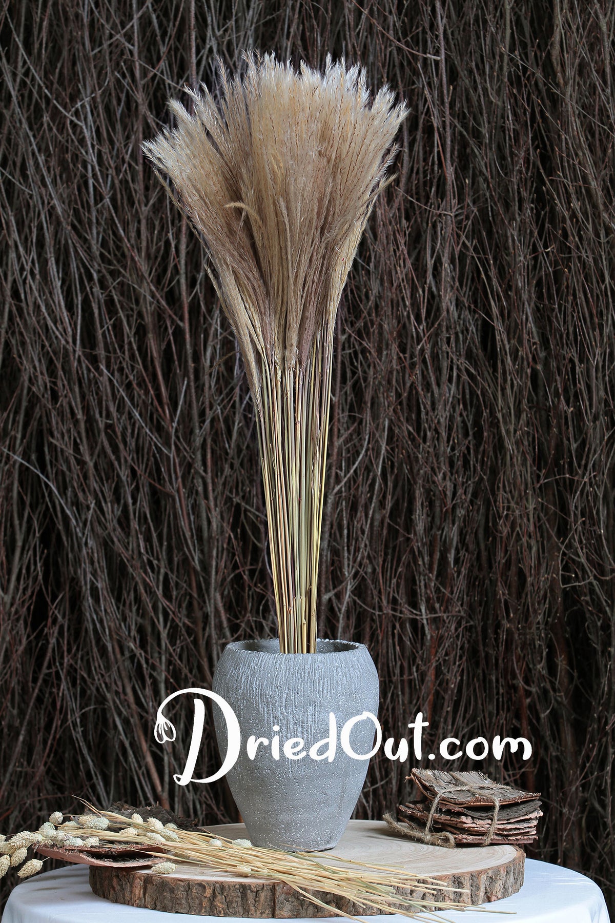 Dried Natural &quot;Fluffy Silver Grass&quot; 70cm in a 10 stem bunch