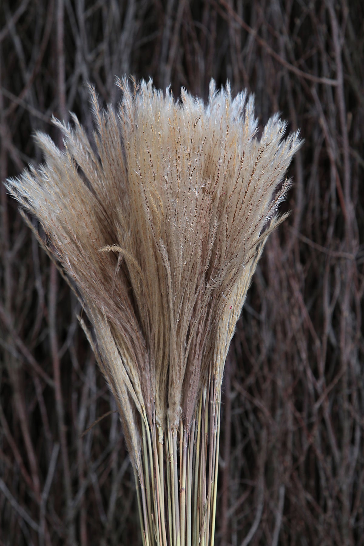 Dried Natural &quot;Fluffy Silver Grass&quot; 70cm in a 10 stem bunch