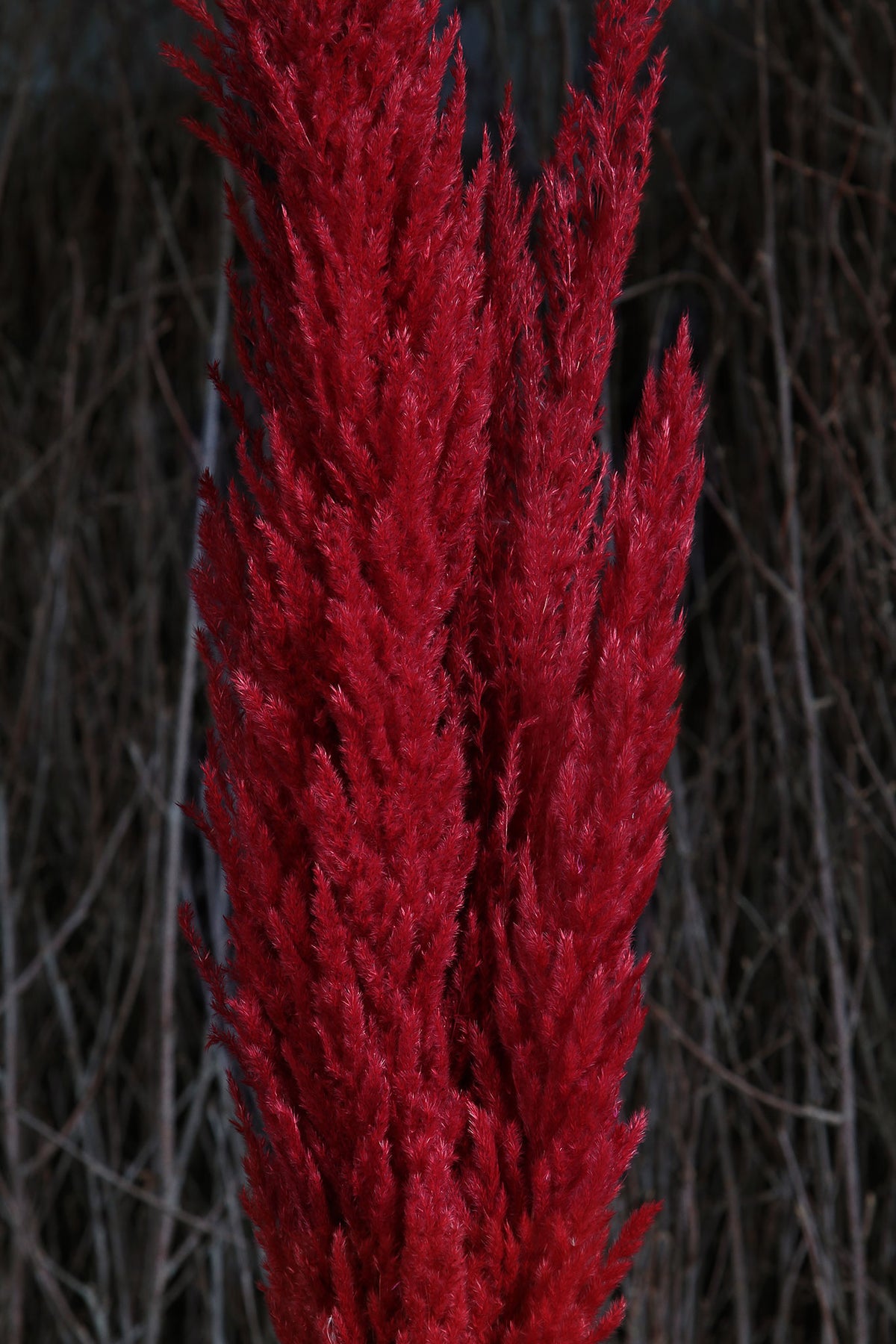 Dried &amp; preserved Red, Fluffy &quot;Pampas&quot; Grass 120cm in a 8 stem bunch