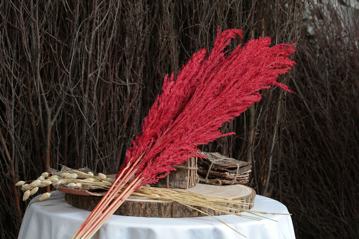 Dried &amp; preserved Red, Fluffy &quot;Pampas&quot; Grass 120cm in a 8 stem bunch