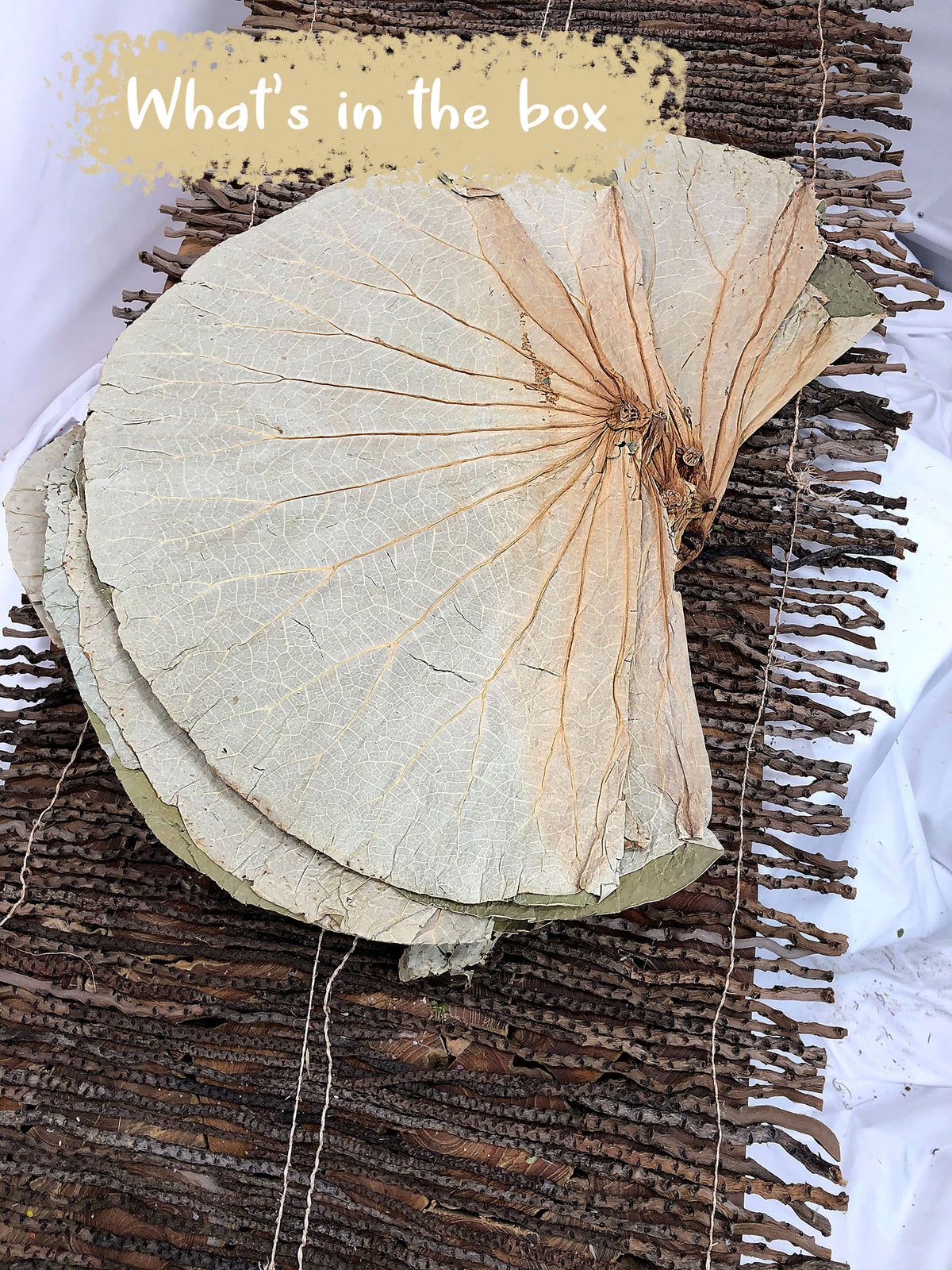 Dried Natural &quot;Lotus Leaves&quot; in a bunch of 10 leaves