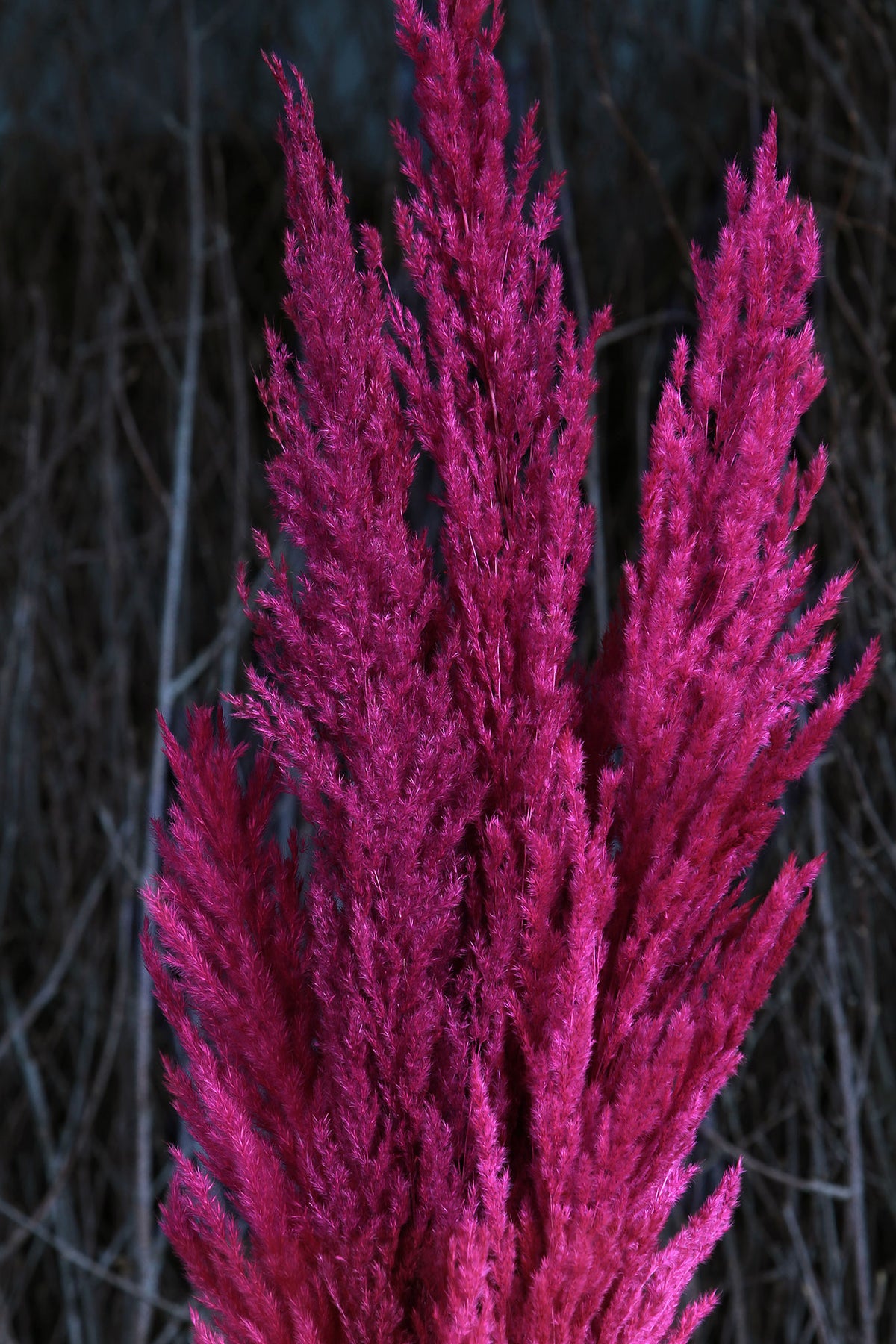 Dried &amp; Preserved Cerise Pink &quot;Pampas&quot; Grass 120cm in an 8 stem bunch