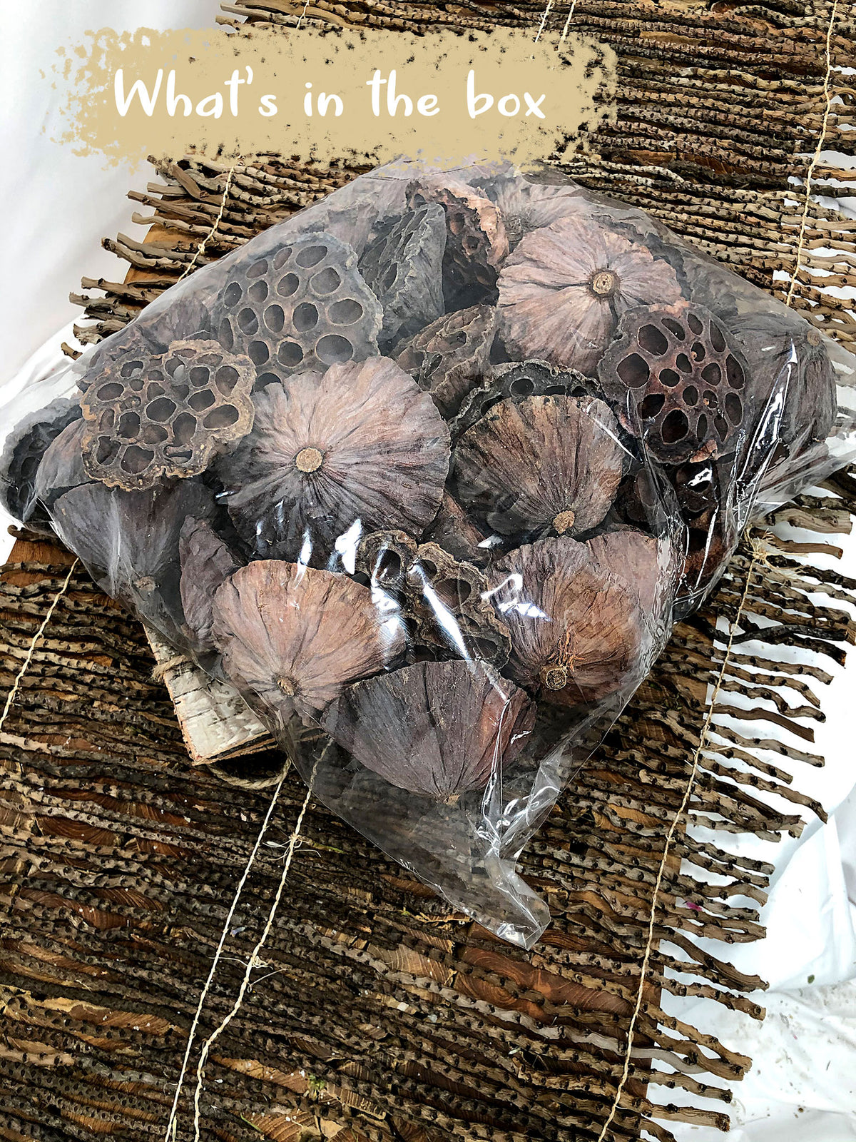 Dried Natural Large &quot;Lotus Heads&quot; in a bag of 50