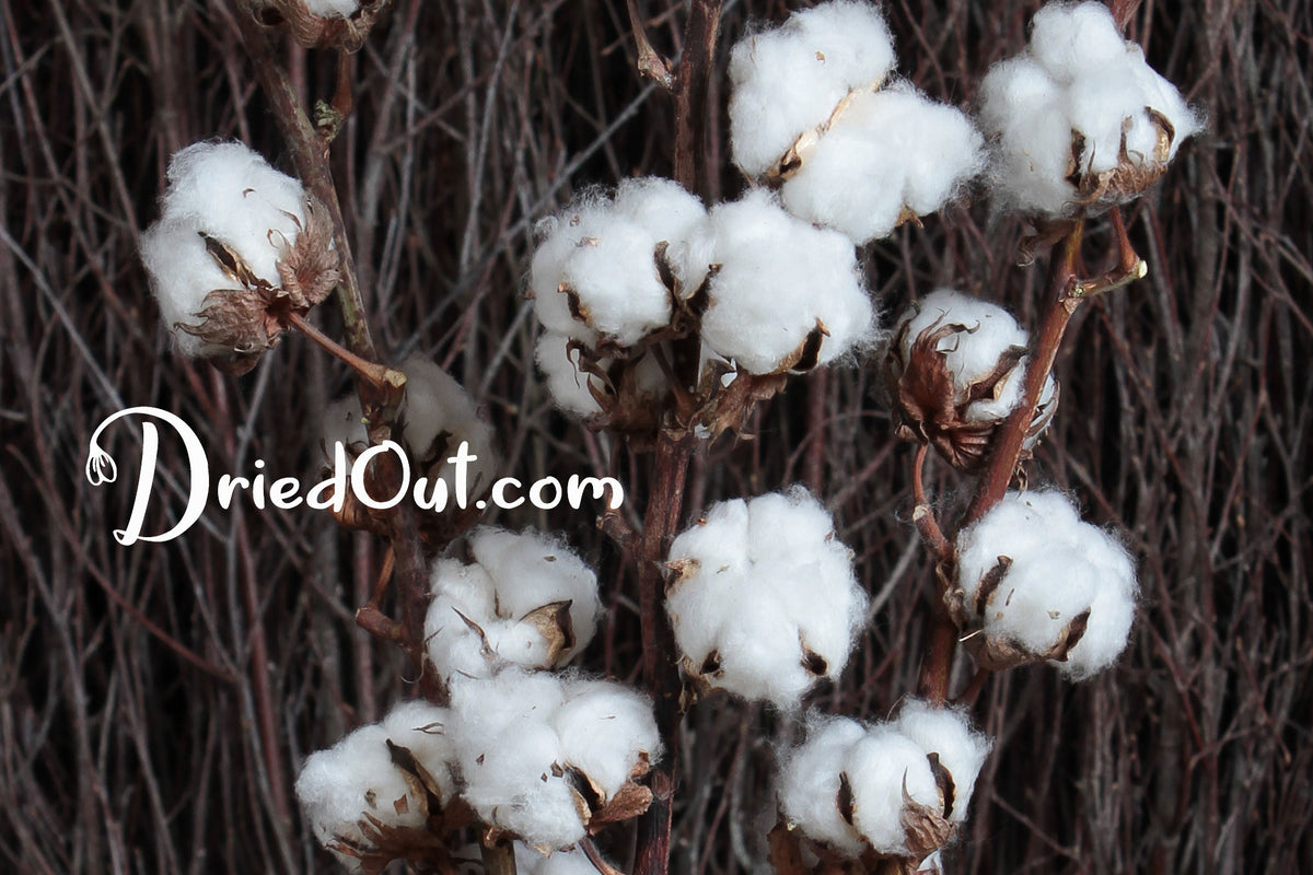 Dried Natural &quot;Cotton Stems&quot; with 7 buds on each stem