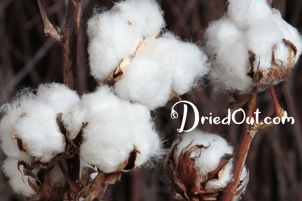 Dried Natural &quot;Cotton Stems&quot; with 9 buds on each stem