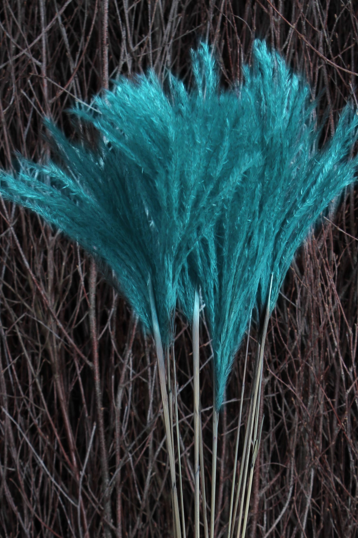 Dried Light Blue &quot;Fluffy Silver Grass&quot; in a 10 stem bunch