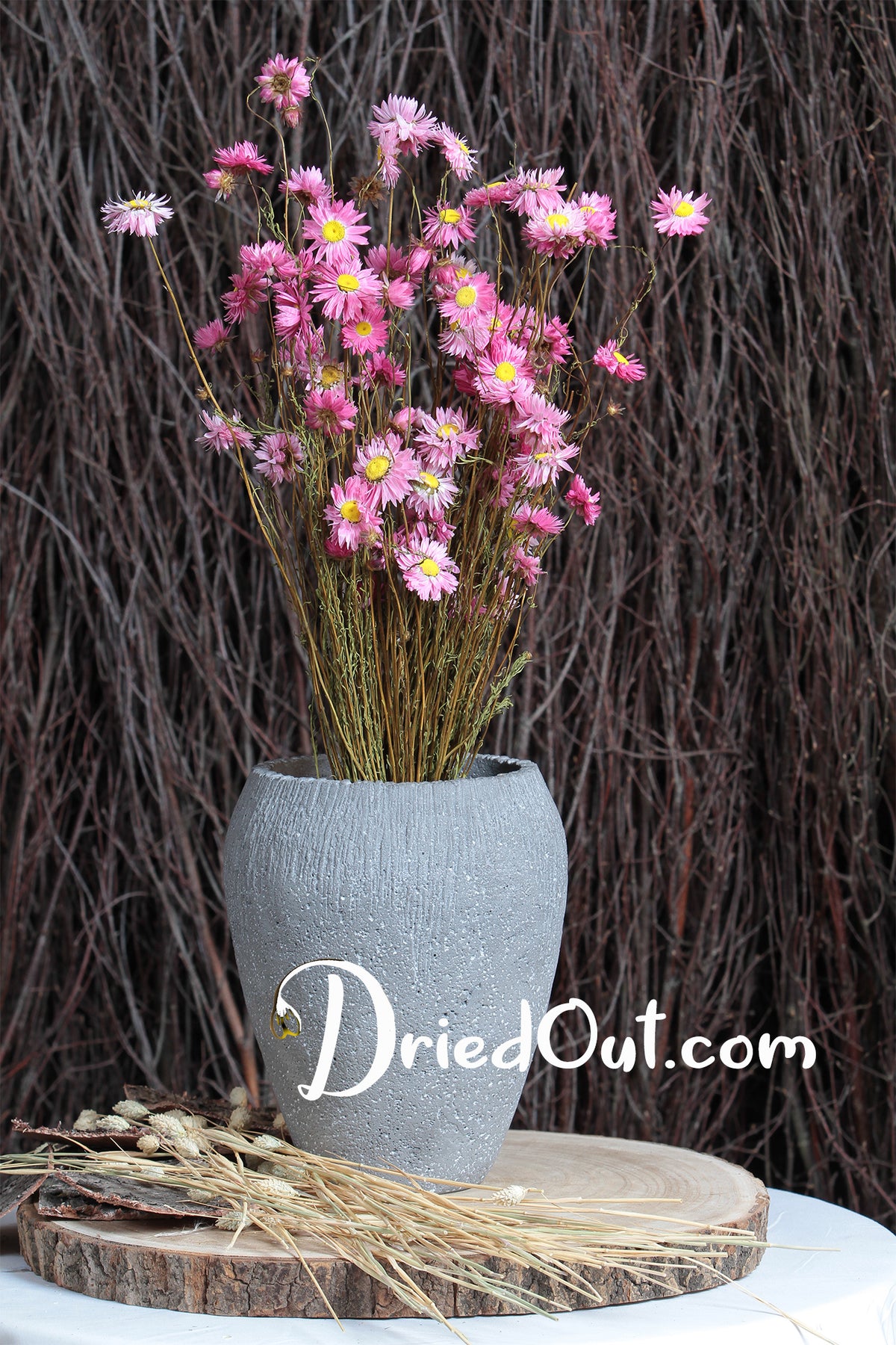 Dried &quot;Pink Paper Daisy&quot; by the bunch