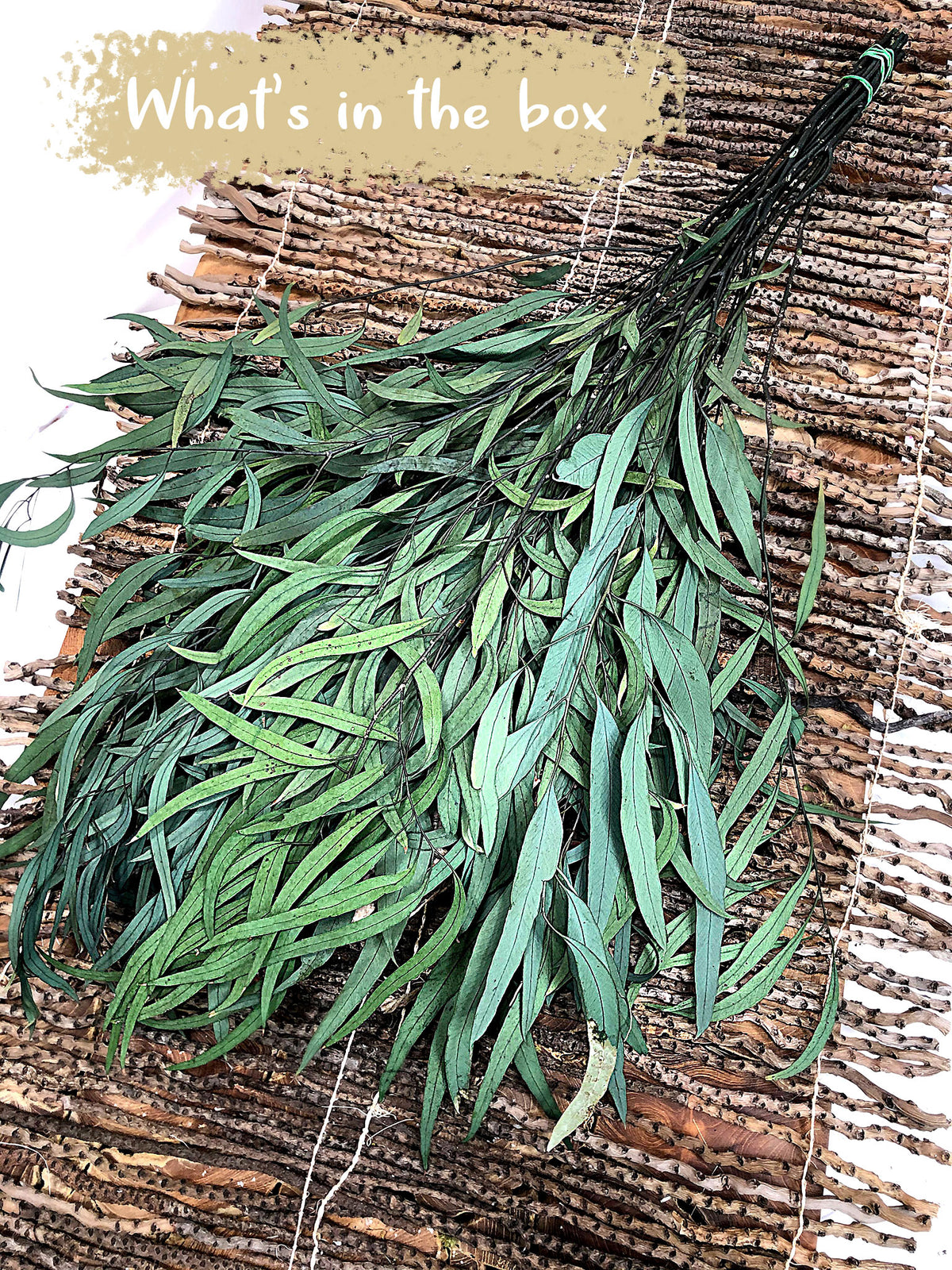 Dried &amp; Preserved Green &quot;Nicoli Eucalyptus&quot; 60cm by the bunch